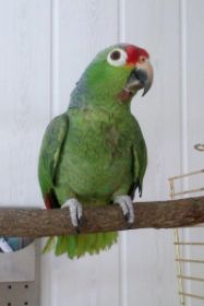 RA 01.jpg
